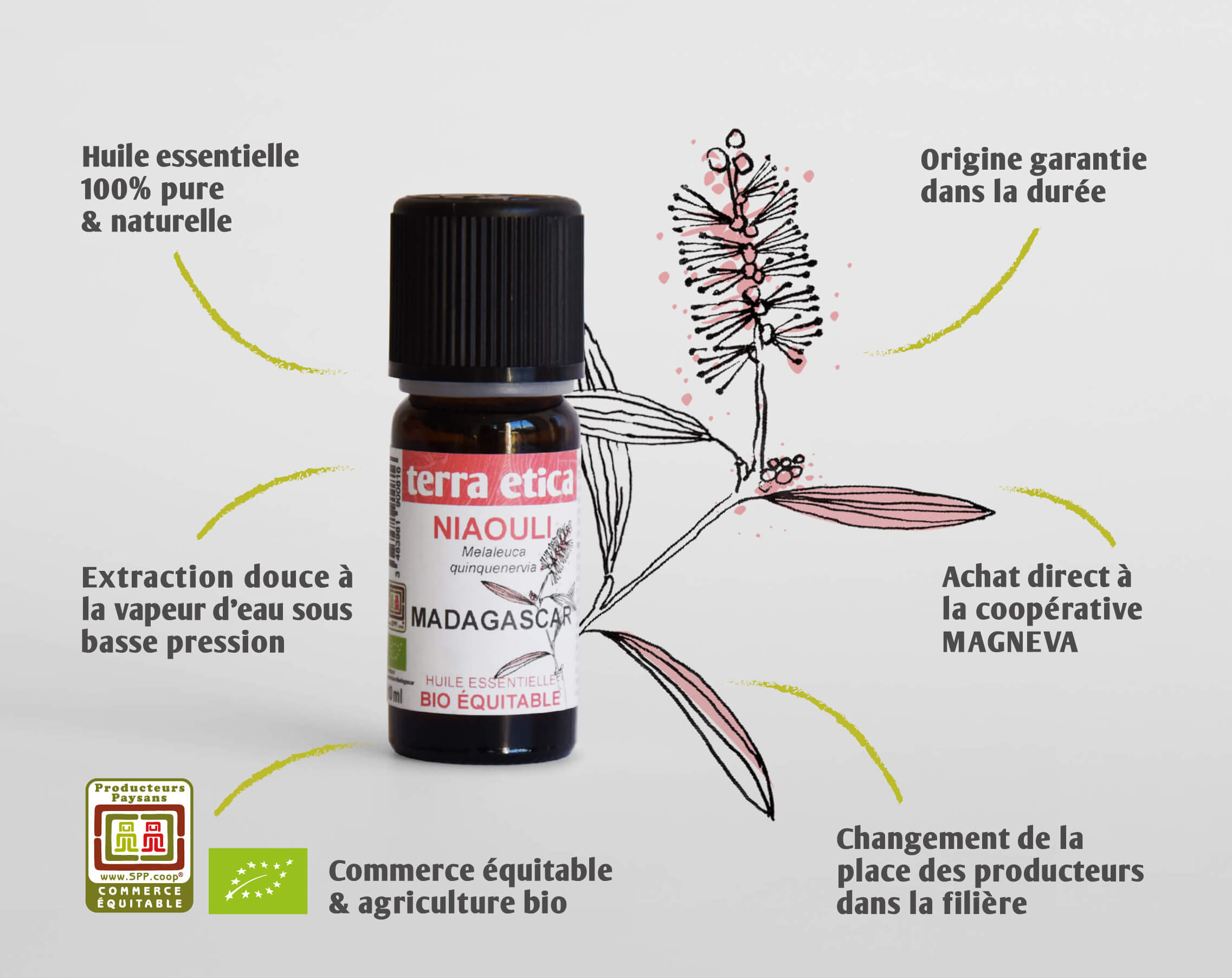 Pure huile essentielle Niaouli biologique et équitable I Terra Etica