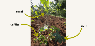 Chez les producteurs de café en Éthiopie 