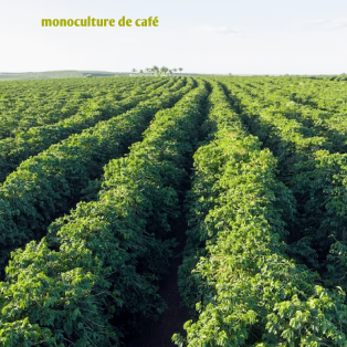 Pourquoi boire du café cultivé en agroforesterie ? 