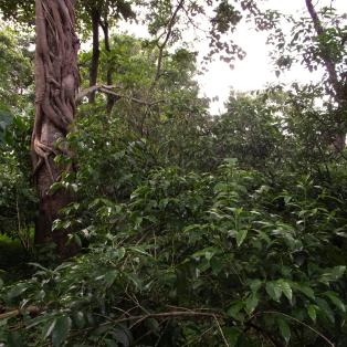 Chez les producteurs de café en Éthiopie 