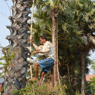 Sucre de palme de Kampong Speu, 2ème IGP du Cambodge