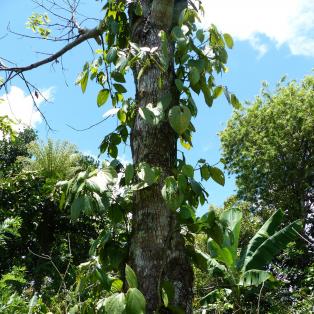 à la découverte du  Poivre Sauvage de Madagascar 