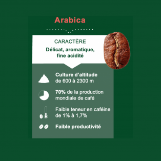 Café Arabica ou café Robusta ?