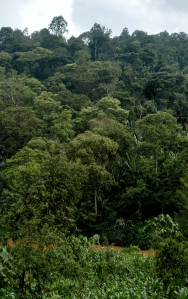 Pourquoi boire du café cultivé en agroforesterie ? 