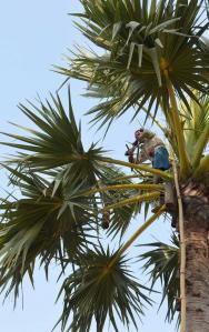 Sucre de palme de Kampong Speu, 2ème IGP du Cambodge