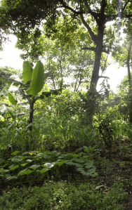 Soutenir une agriculture paysanne qui préserve la fertilité des sols