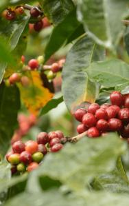 Café Arabica ou café Robusta ?