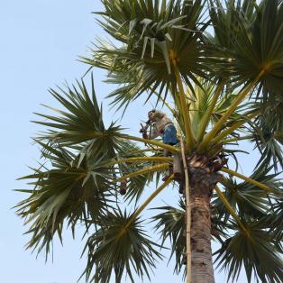 Sucre de palme de Kampong Speu, 2ème IGP du Cambodge