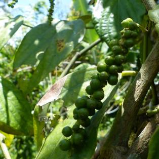 à la découverte du  Poivre Sauvage de Madagascar 