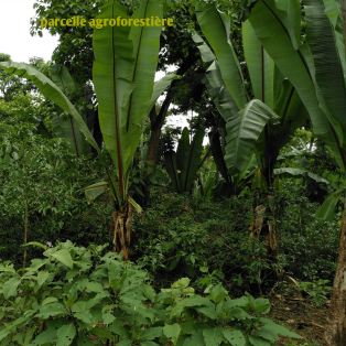 Pourquoi boire du café cultivé en agroforesterie ? 