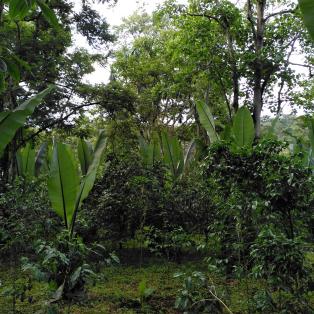 Chez les producteurs de café en Éthiopie 