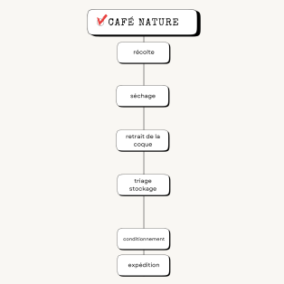 Les méthodes post-récolte du café : nature et lavé